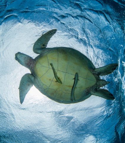 Floating turtle in water