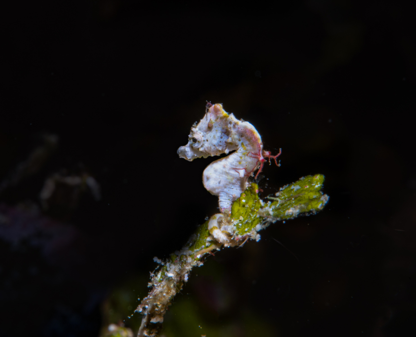 Pontohi pygmy seahorse