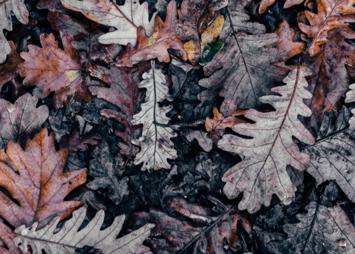 leaves piled on forest floor