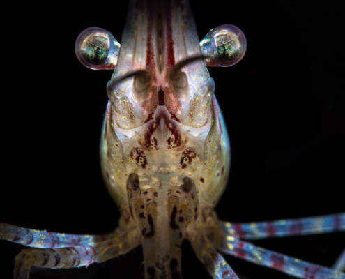 Spot Prawn