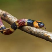 Central American Coral Snake / Coral macho