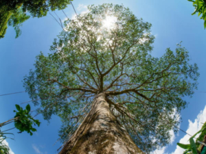 view of sun through tree from below