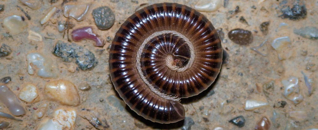 millipede curled up