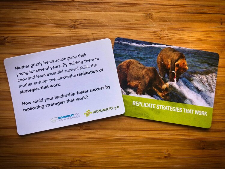 Biomimicry Leadership cards. Grizzley Bears