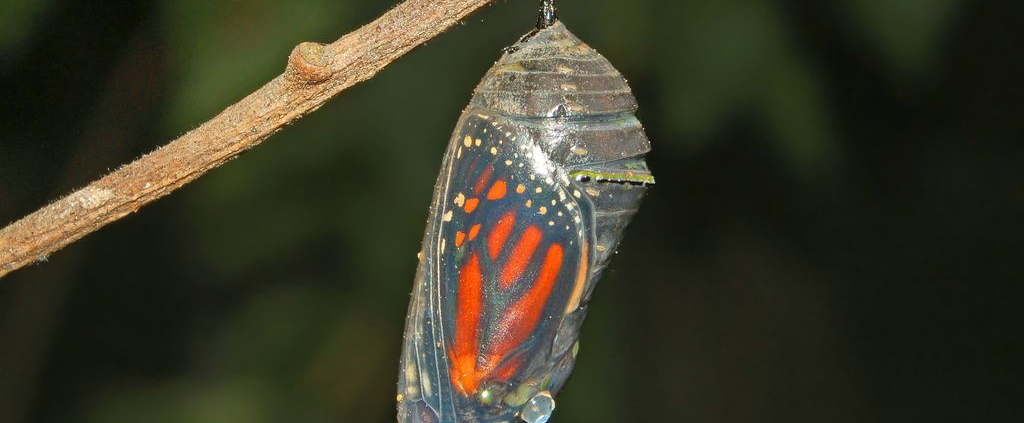 Nymphalidae Danaus plexippus Chrysalisup close on branch