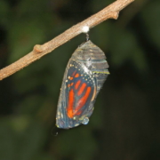 Nymphalidae Danaus plexippus Chrysalisup close on branch