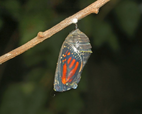 Nymphalidae Danaus plexippus Chrysalisup close on branch