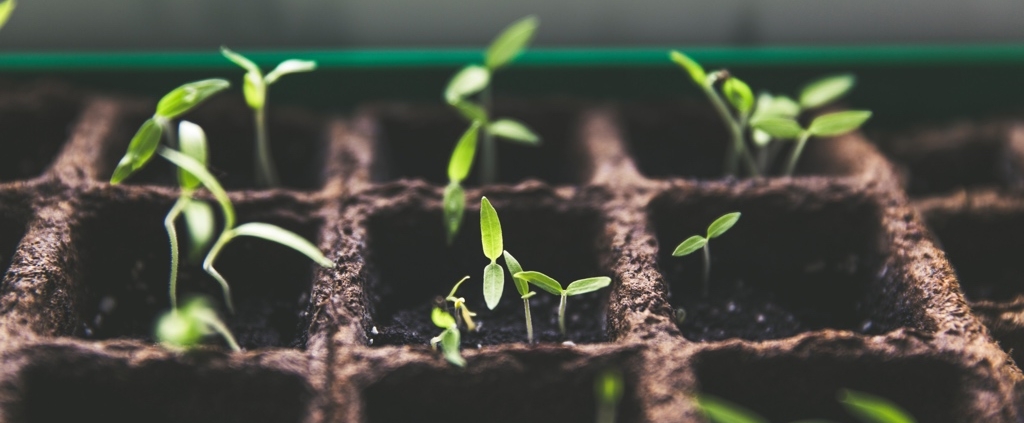 tomato sprouts