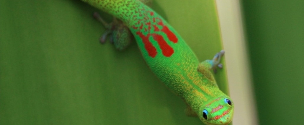 little green gecko with red marks