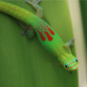 little green gecko with red marks