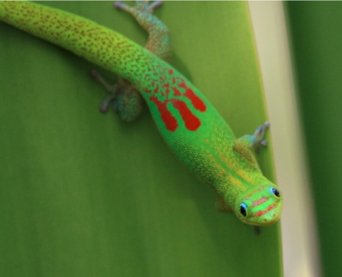 little green gecko with red marks
