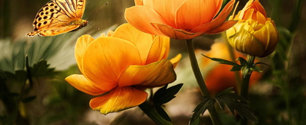 up close orange flowers and butterfly