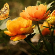 up close orange flowers and butterfly