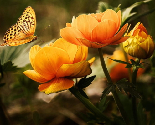 up close orange flowers and butterfly