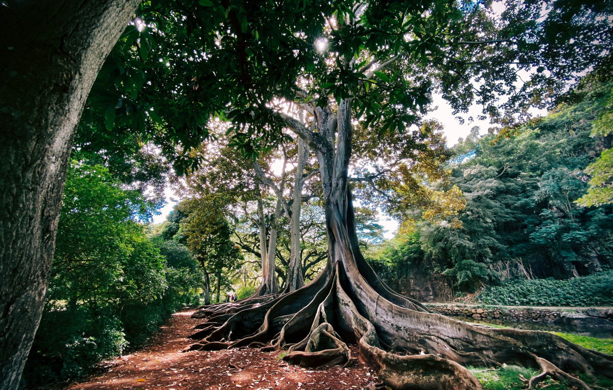 tree with big roots
