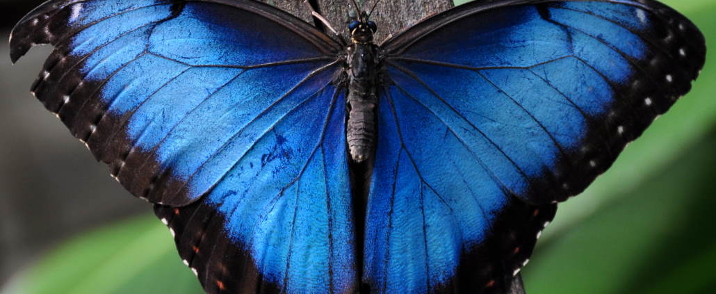 Blue Morpho butterfly with wings spread