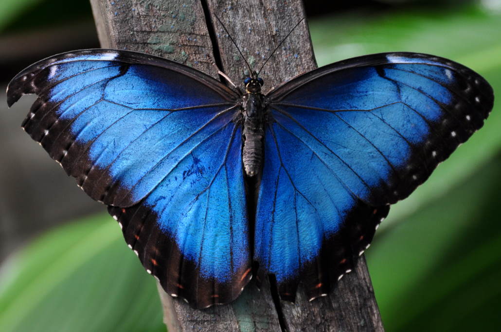 Blue Morpho butterfly with wings spread