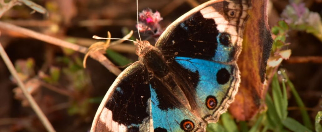 butterfly resting on branch