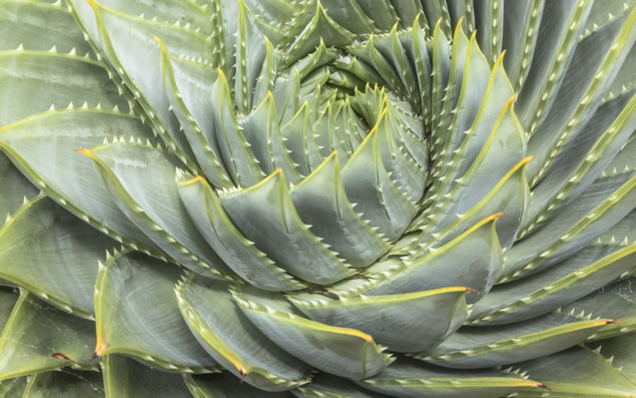 Aloe plant spiral growth