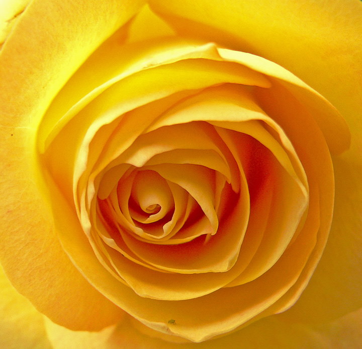 heart of a rose yellow