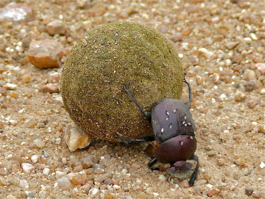large copper dung beetle moving