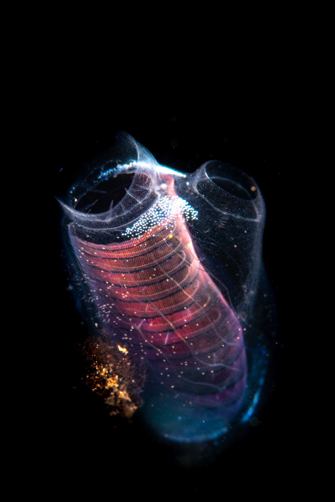 Tunicate illuminating