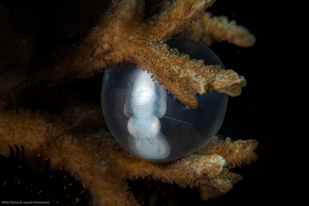 Cuttle fish egg up close