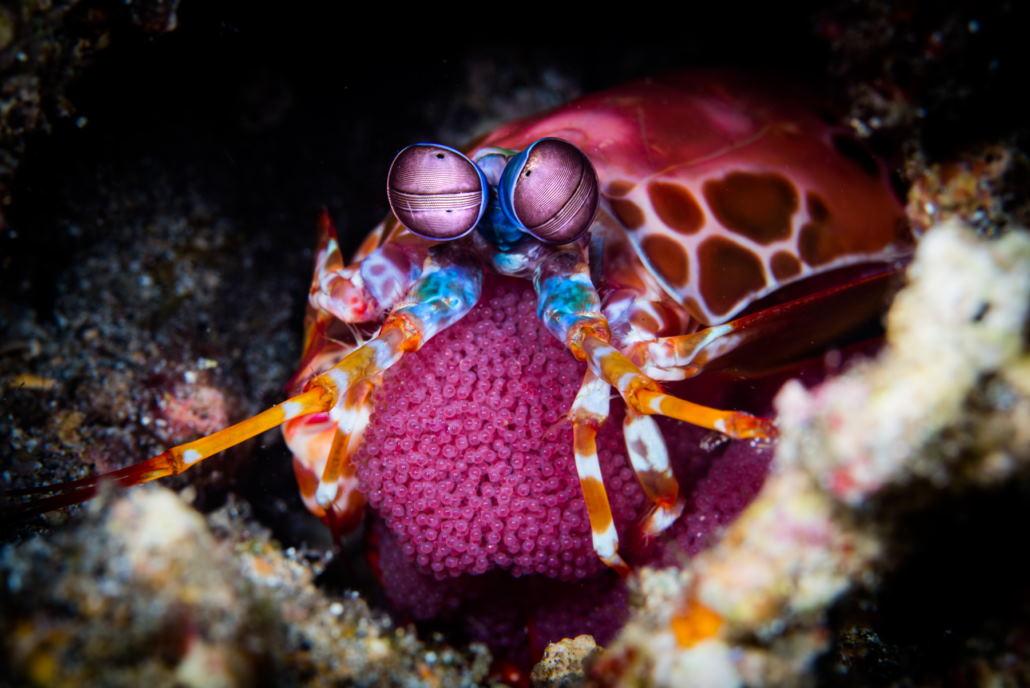 mantis shrimp eggs pink