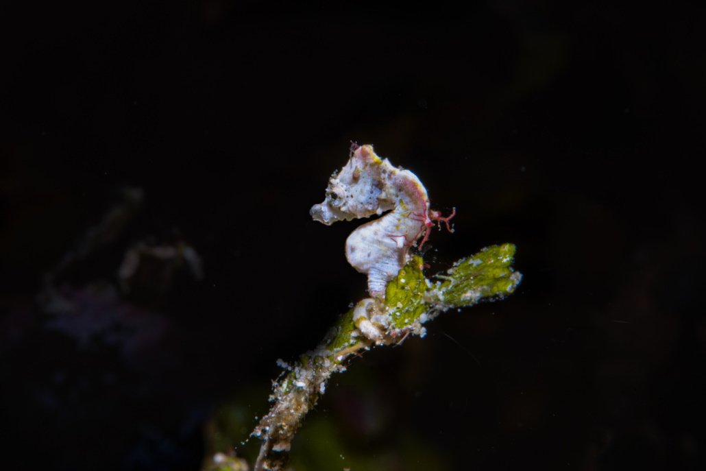 mini seahorse underwater