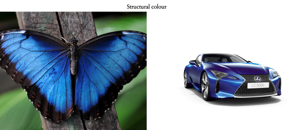 structural colour - blue butterfly and blue car