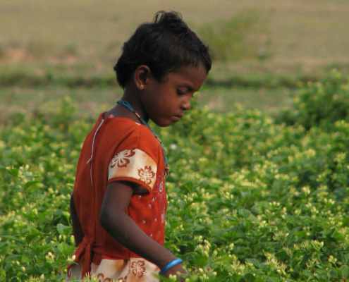 young girl in jasmine field